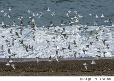 Sanderling, flock in flight, Peninsula Valdes, Patagonia Sanderling, flock in flight, Peninsula Valdes, Patagonia 91378106