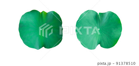 Isolated water lily leaves with clipping path on white background 91378510