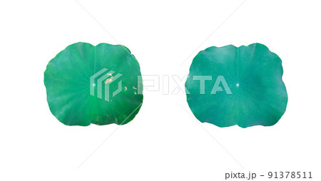 Isolated water lily leaves with clipping path on white background Isolated water lily leaves with clipping path on white background 91378511