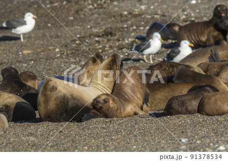 Females sea lion,resting on the beach, Peninsula Valdes, Patagonia Females sea lion,resting on the beach, Peninsula Valdes, Patagonia 91378534