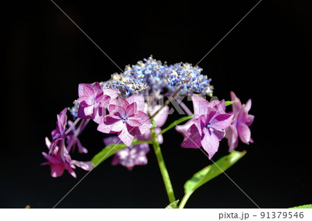 アジサイ 火の鳥　Hydrangea macrophylla 91379546
