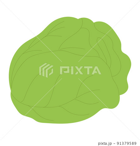 Isolated sketch of a lettuce icon Flat design Vector Isolated sketch of a lettuce icon Flat design Vector 91379589
