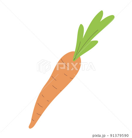 Isolated sketch of a carrot icon Flat design Vector Isolated sketch of a carrot icon Flat design Vector 91379590