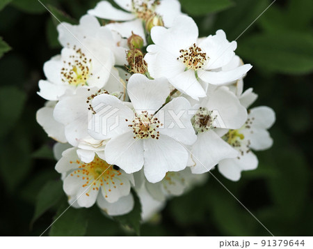 ノイバラの白い花 ノイバラの白い花 91379644