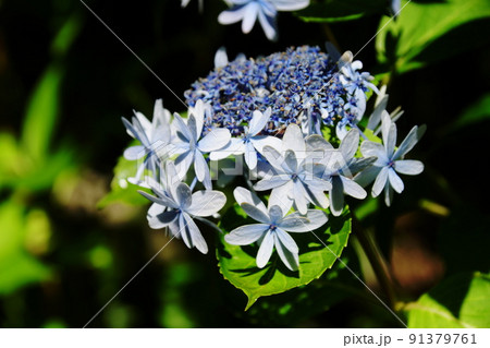 アジサイ アクアマリン Hydrangea macrophylla アジサイ アクアマリン Hydrangea macrophylla 91379761