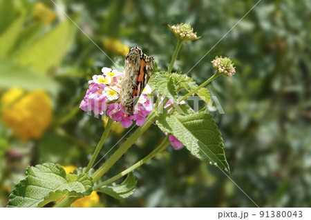 ピンクのランタナの花の蜜を吸うヒメアカタテハ蝶 91380043