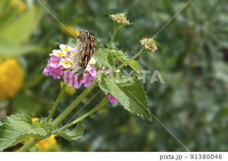 ピンクのランタナの花の蜜を吸うヒメアカタテハ蝶 91380046