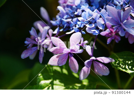 アジサイ 歌合せ Hydrangea macrophylla アジサイ 歌合せ Hydrangea macrophylla 91380144