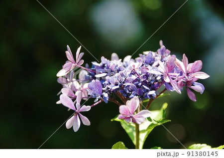 アジサイ 歌合せ Hydrangea macrophylla アジサイ 歌合せ Hydrangea macrophylla 91380145