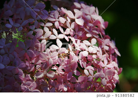 アジサイ　Hydrangea macrophylla 91380582