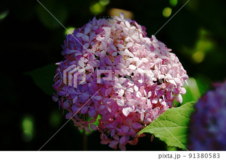アジサイ Hydrangea macrophylla アジサイ Hydrangea macrophylla 91380583