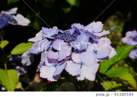 アジサイ 初恋 Hydrangea macrophylla アジサイ 初恋 Hydrangea macrophylla 91380584