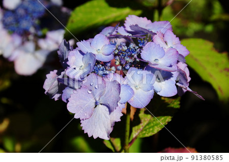 アジサイ 初恋　Hydrangea macrophylla 91380585