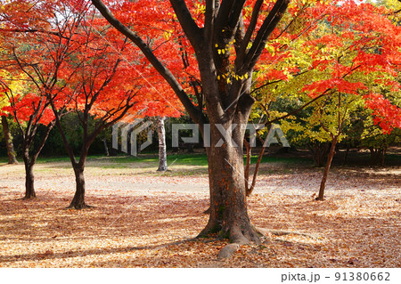晩秋 赤色 屋外 91380662
