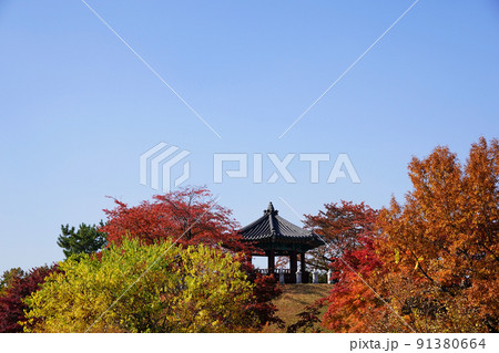 黄葉 赤色 快晴 91380664