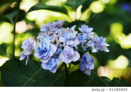 アジサイ カシオペア　Hydrangea macrophylla 91380895