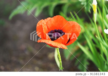 満開の花 オニゲシ 満開の花 オニゲシ 91381343
