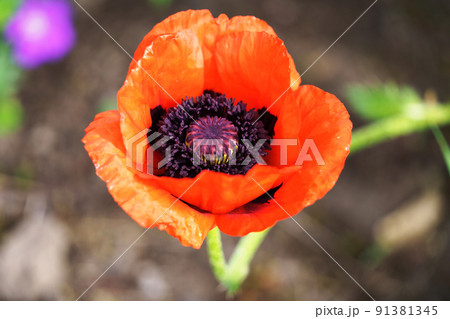 満開の花　オニゲシ 91381345