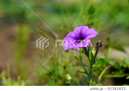 ペチュニア 91381625