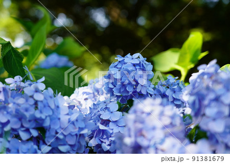 アジサイ 91381679
