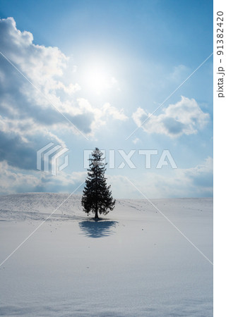 冬の美瑛 クリスマスツリーの木 冬の美瑛 クリスマスツリーの木 91382420