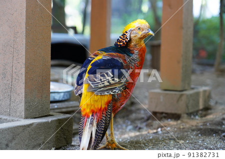 オスのキンケイ ～相模原麻溝公園 ふれあい動物広場～ 91382731