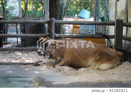 ジャージー牛 ~相模原麻溝公園 ふれあい動物広場~ ジャージー牛 ~相模原麻溝公園 ふれあい動物広場~ 91382821