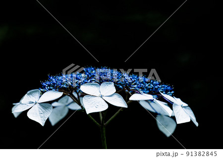 梅雨空に色鮮やかに咲き誇る紫陽花の花 梅雨空に色鮮やかに咲き誇る紫陽花の花 91382845