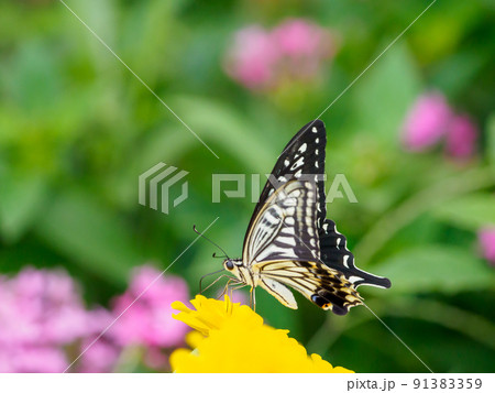 アゲハチョウの吸蜜 アゲハチョウの吸蜜 91383359