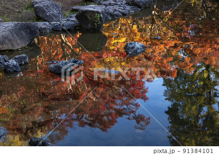 日陰の池に、光を受け鮮やかに映り込む紅葉風景-7 日陰の池に、光を受け鮮やかに映り込む紅葉風景-7 91384101