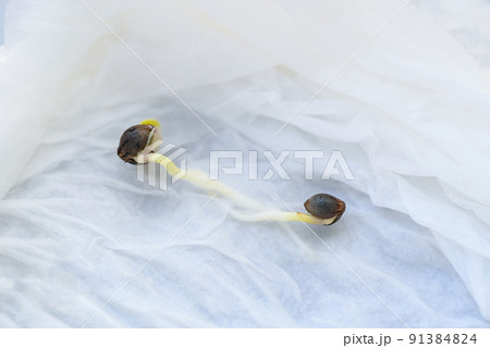 Cannabis Seedling on tissue wet for planting , close up Sprout Cannabis seeds , Hemp seeds , Marijuana seed. THC CBD 91384824