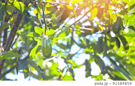 avocado fruit hang on the avocado tree in the summer, fresh green avocado avocado fruit hang on the avocado tree in the summer, fresh green avocado 91384859