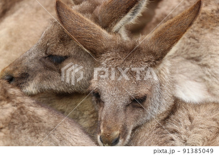 寄り添って眠るカンガルーの群れ 寄り添って眠るカンガルーの群れ 91385049