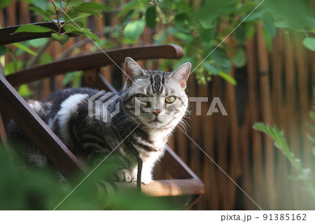 ガーデンチェアに座ってこちらを見つめる猫 91385162