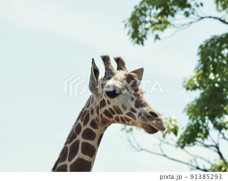 アミメキリン 91385293