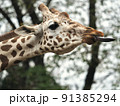 舌を伸ばすアミメキリン 91385294