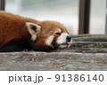 夏バテレッサーパンダ 91386140