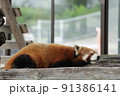 休憩中レッサーパンダ 91386141