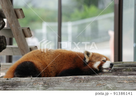 休憩中レッサーパンダ 休憩中レッサーパンダ 91386141