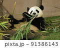 笹食うパンダ 91386143