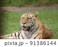 リラックスタイガー 91386144