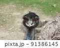 見つめるエミュー 91386145