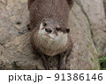 コツメカワウソ 91386146