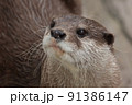 かわいいコツメカワウソ 91386147