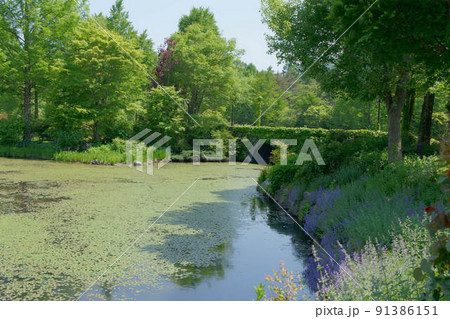 初夏の軽井沢の新緑を散策 91386151