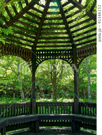 初夏の軽井沢の新緑を散策 初夏の軽井沢の新緑を散策 91386152