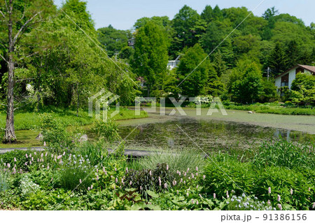 初夏の軽井沢の新緑を散策 初夏の軽井沢の新緑を散策 91386156