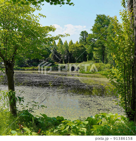 初夏の軽井沢の新緑を散策 91386158