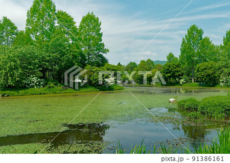 初夏の軽井沢の新緑を散策 初夏の軽井沢の新緑を散策 91386161