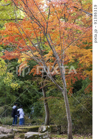紅葉の公園内、散策を楽しむ人との風景-5 紅葉の公園内、散策を楽しむ人との風景-5 91386319